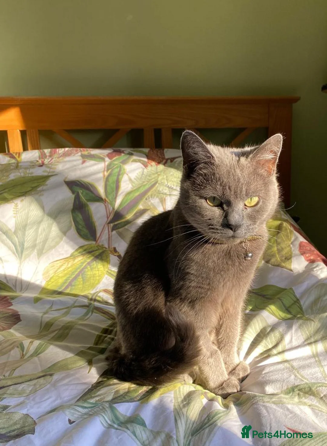 Mixed Breed cats for sale: Russian Blue X Chatreaux  Aged 5 - Advert 2