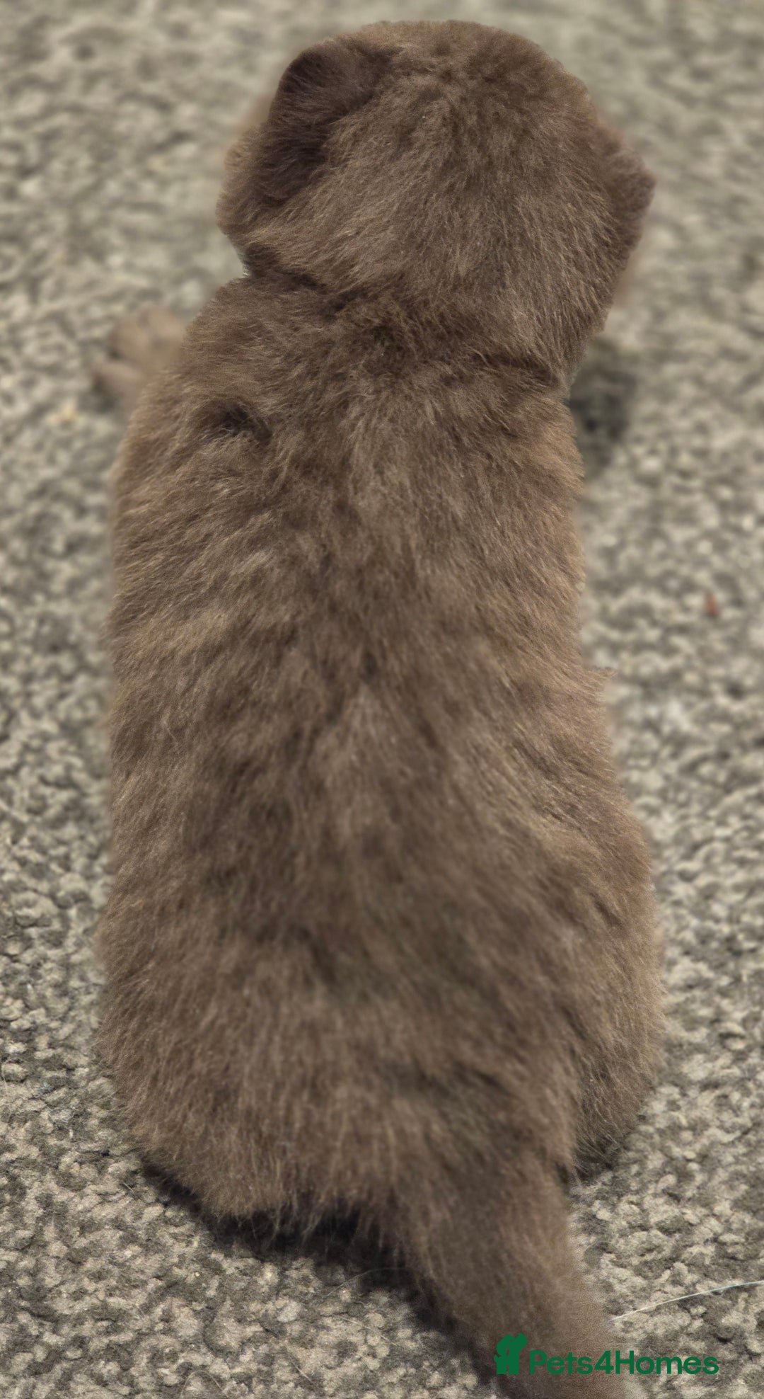 British Shorthair cats for sale: TICA registered BSH and BLH kittens - Advert 15