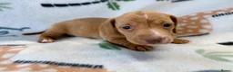 Miniature Dachshund dogs for sale: 🐾 Kc Reg Smooth Haired Miniature Dachshunds 🐾  - Advert 8