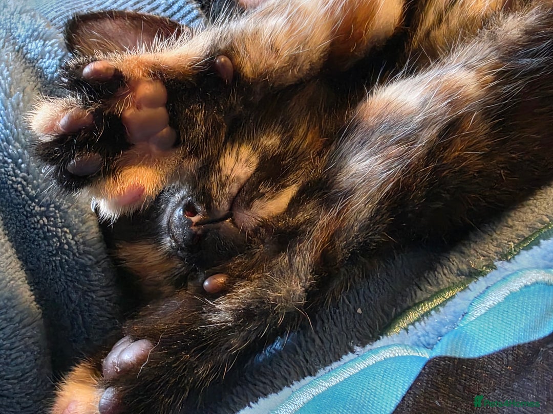 Mixed Breed cats for sale: 9 beautiful kittens - Advert 12