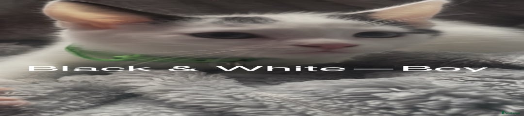 Mixed Breed Kitten 3