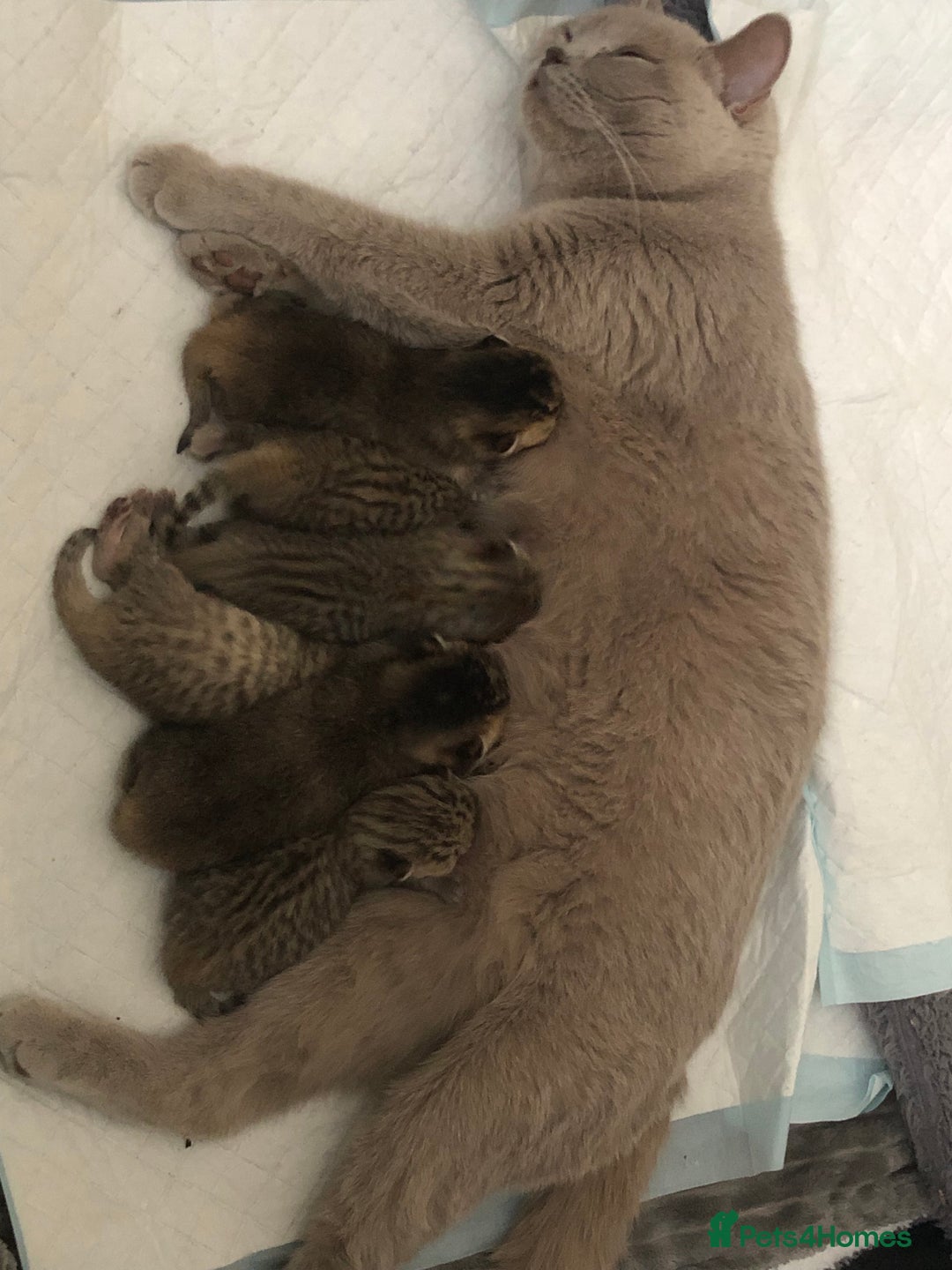 British Shorthair cats for sale: Ready to reserve  pedigree gold black shade bsh   - Image 11