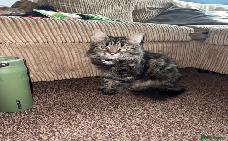 Mixed Breed cats - Advert 13