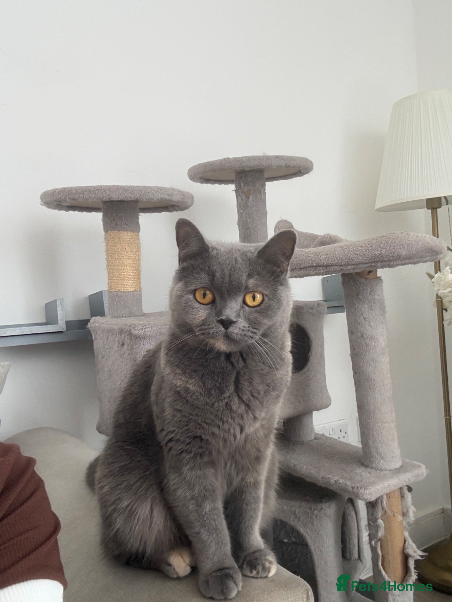British Shorthair cats Two gccf active females  - Advert 1