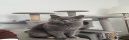 British Shorthair cats for sale: Two gccf active females  in Wickford - Advert 1