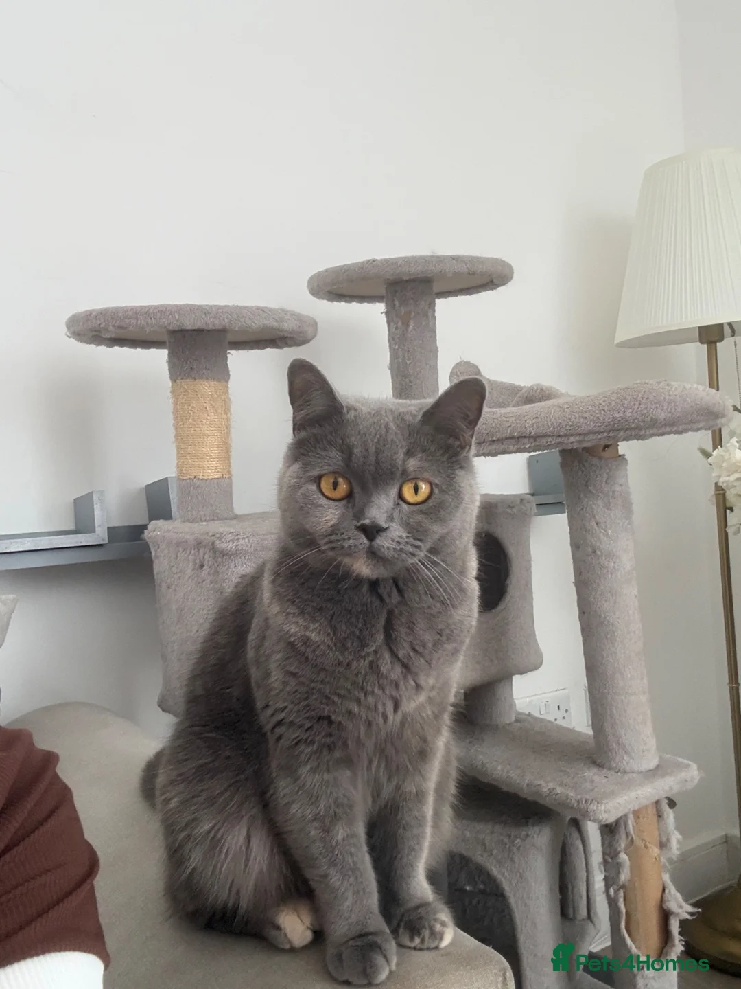 British Shorthair cats for sale: Two gccf active females  in Wickford - Advert 1