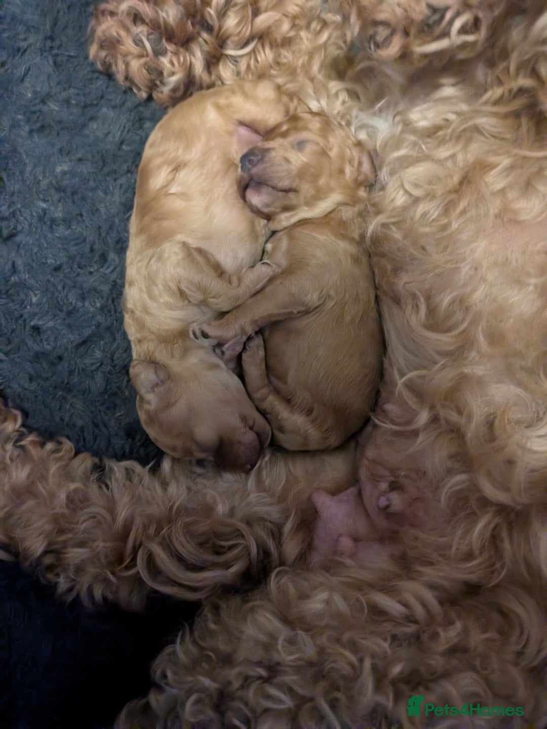 Toy Poodle dogs for sale: Toy poodle  - Advert 3