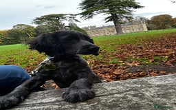 Cocker Spaniel dogs for sale: Cocker spaniel for rehoming  - Advert 1