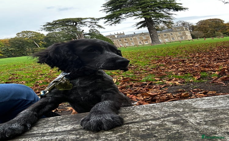 Cocker Spaniel dogs Cocker spaniel for rehoming  - Advert 1