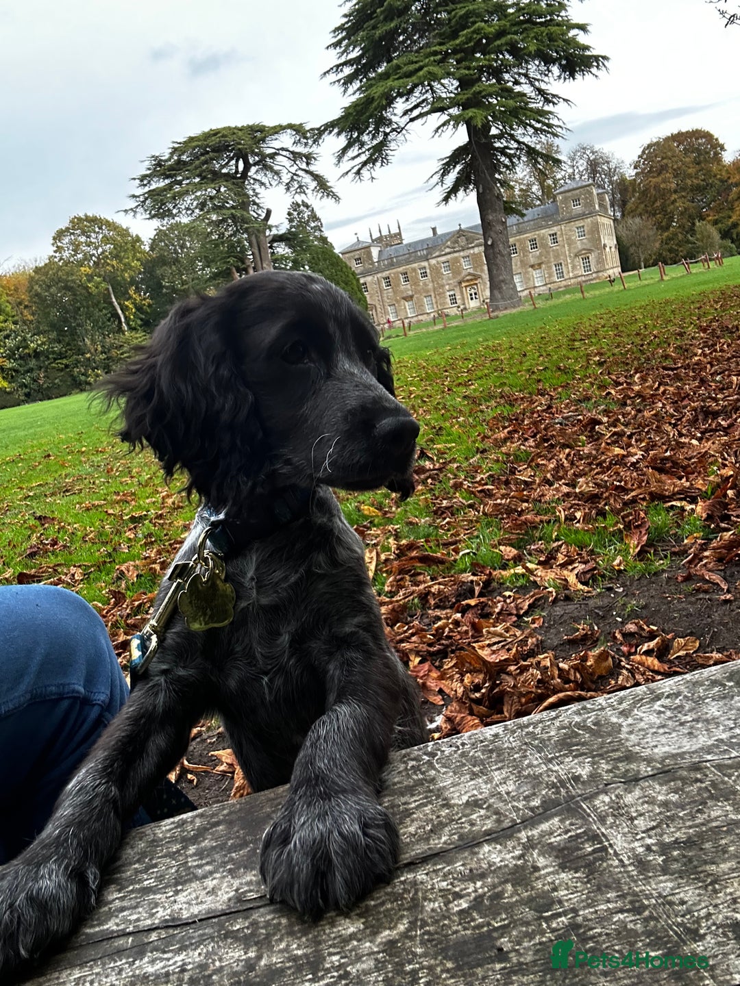 Cocker Spaniel dogs for sale: Cocker spaniel for rehoming  - Advert 1