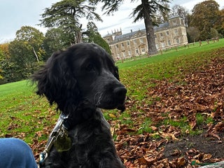 Cocker Spaniel dogs for sale: Cocker spaniel for rehoming - Advert 1