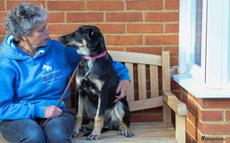 Mixed Breed dogs for adoption: Sweet Stella - reserved - Advert 1