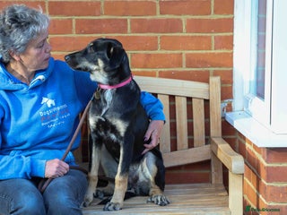 Mixed Breed dogs - Advert 2