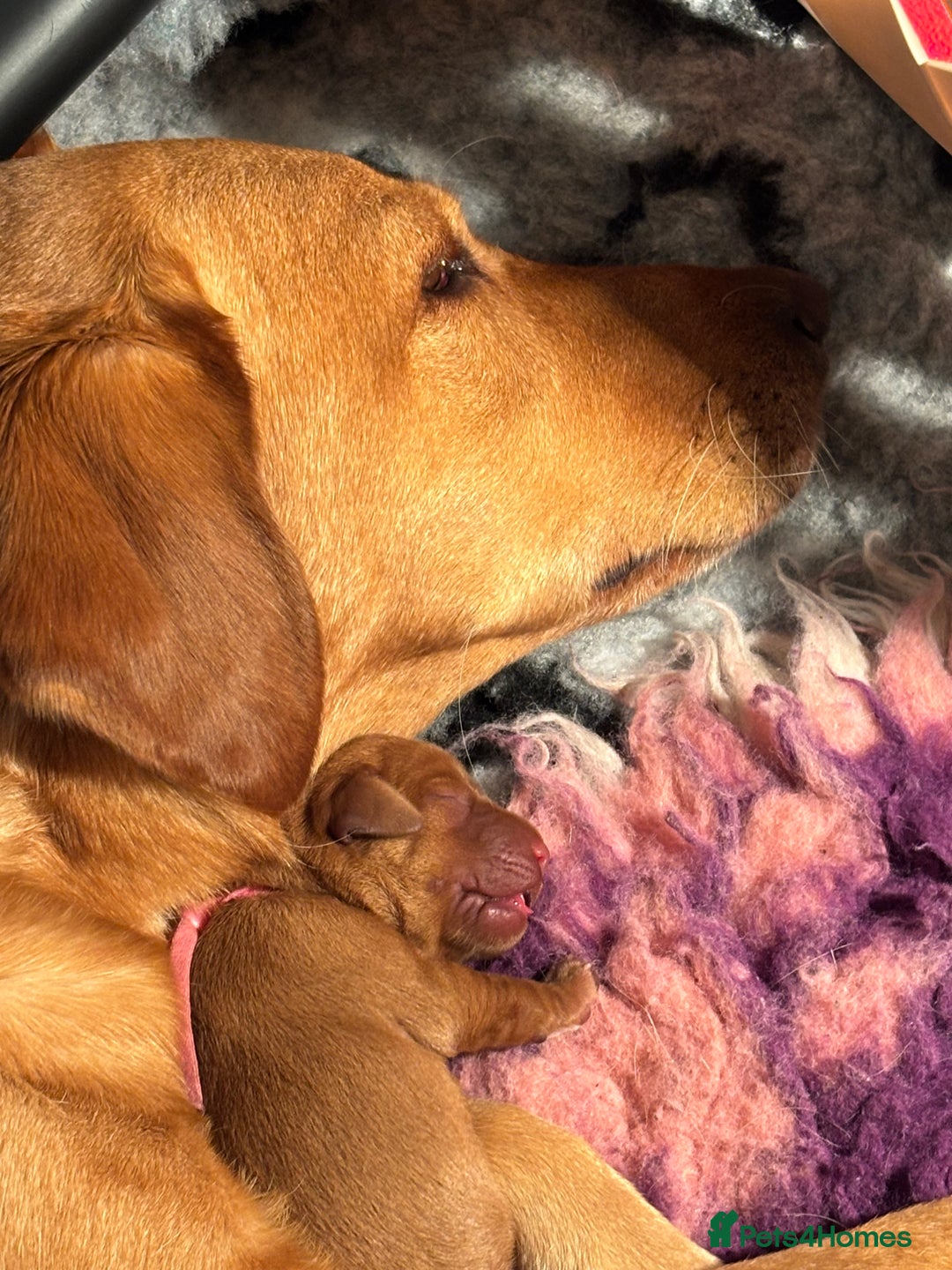 Labrador Retriever dogs for sale: Extensively Health tested Red fox Labradors 🧡 - Advert 19