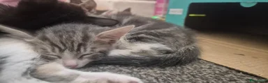 Mixed Breed 4