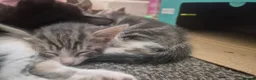 Mixed Breed cats for sale: Kittens - Advert 5
