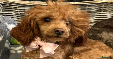 Toy Poodle dogs in Chichester - Advert 2