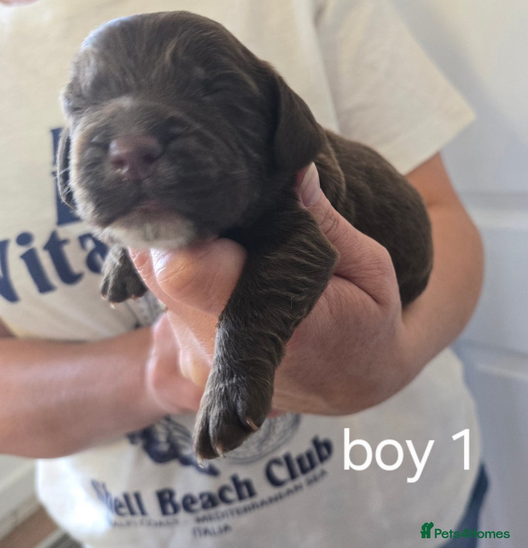 Sprocker dogs for sale: Beautiful sprocker spaniel puppies (5 left) - Image 5