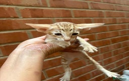 Oriental cats for sale: GCCF Oriental - Image 1