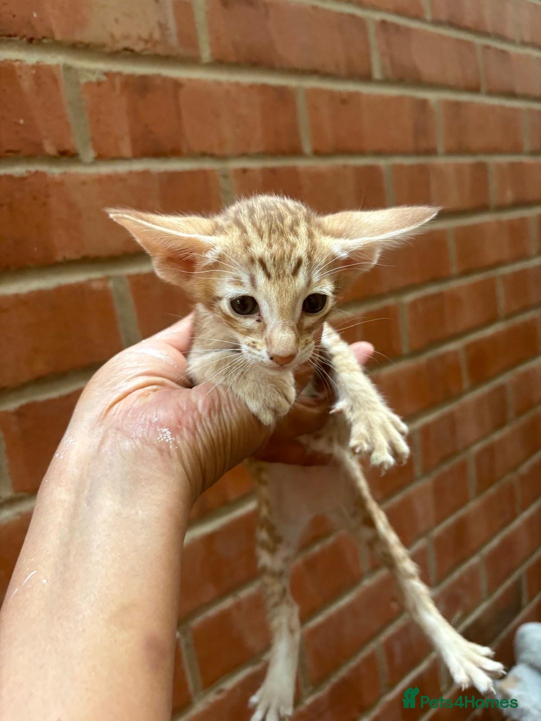 Oriental cats for sale: GCCF Oriental - Image 1