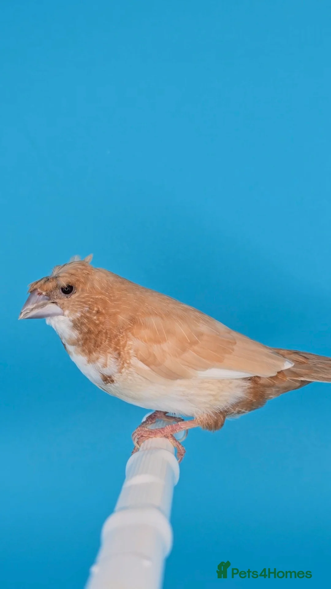 Finches birds for sale: Bengalese finches  - Advert 2