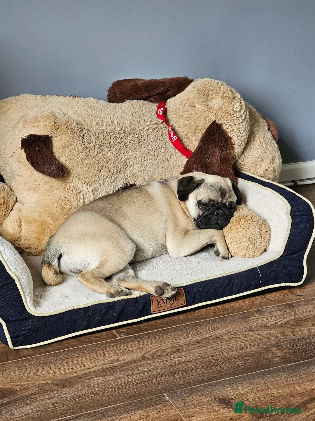 Pug dogs for sale: Kc Female pug ( no offers ) - Advert 5