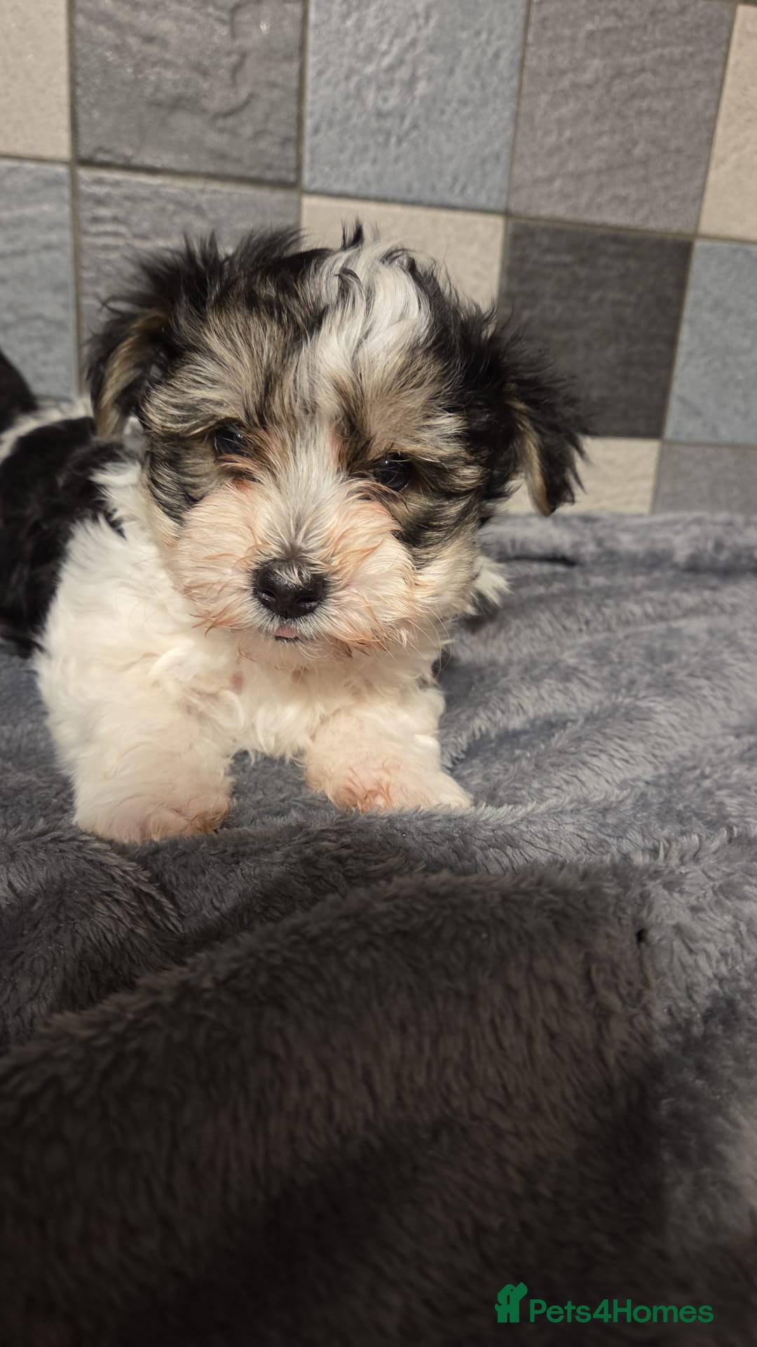 Yorkshire Terrier dogs Yorkshire terrier biewer puppies  - Advert 6