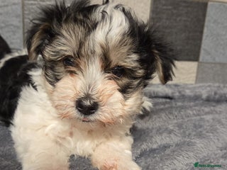 Yorkshire Terrier dogs Yorkshire terrier biewer puppies - Advert 13