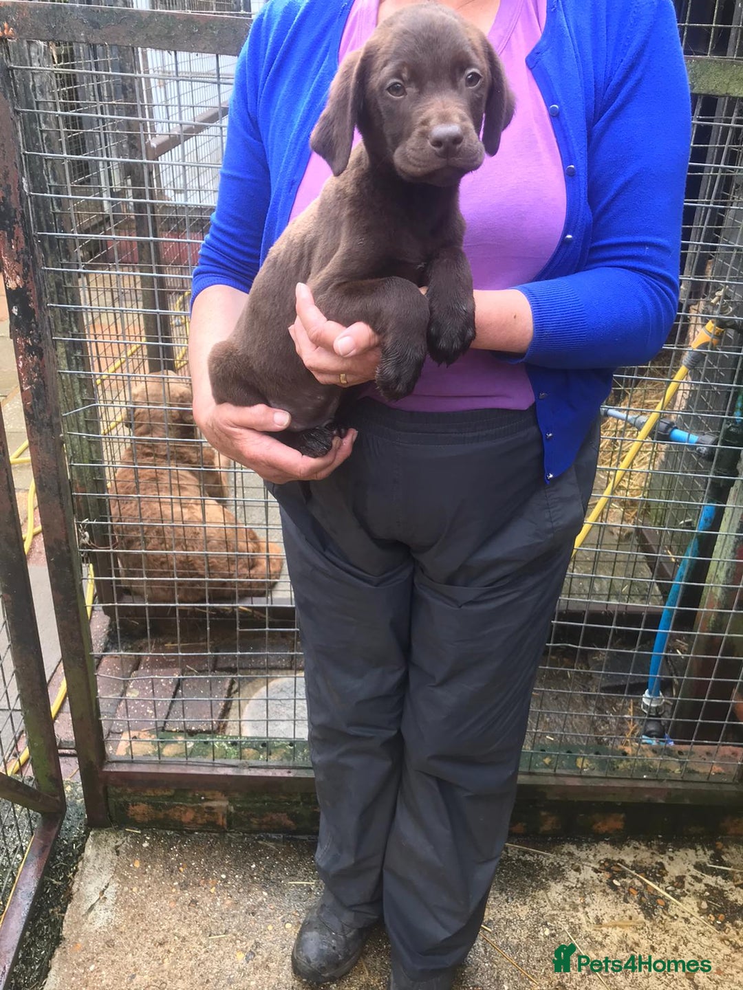 Labrador Retriever dogs for sale: Chocolate labrador puppies - Image 7
