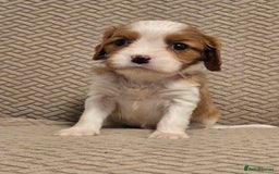 Cavalier King Charles Spaniel dogs for sale: Gorgeous KC Reg Cavalier Puppies  - Image 8
