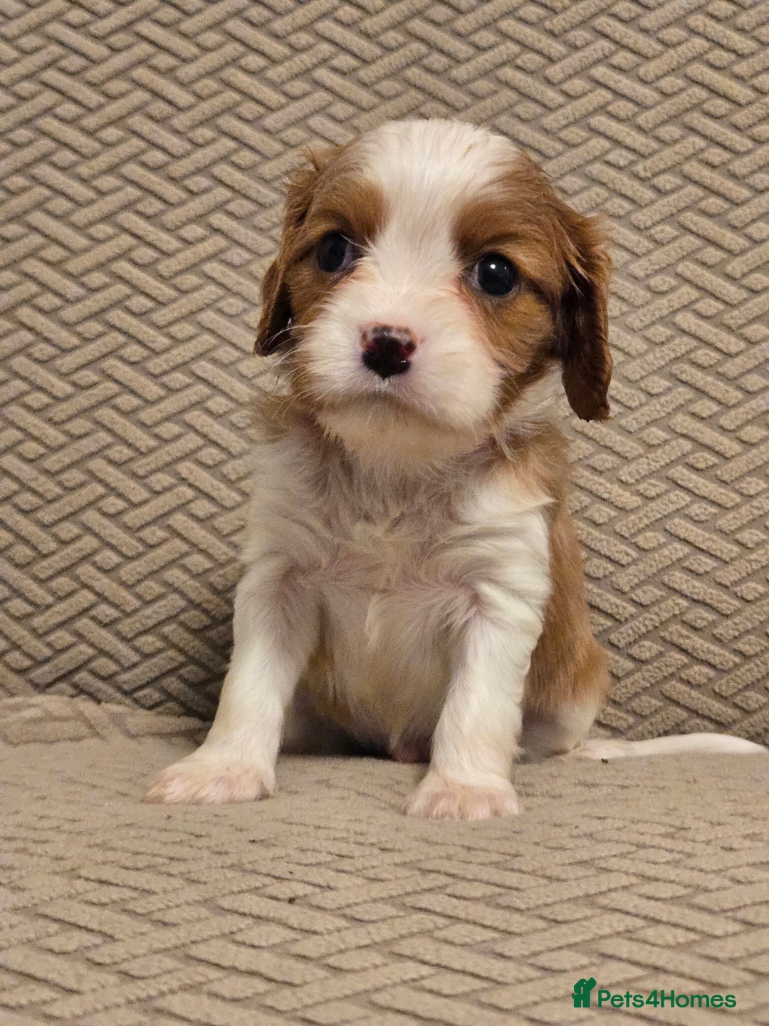 Cavalier King Charles Spaniel dogs for sale: Gorgeous KC Reg Cavalier Puppies  - Image 8