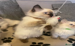 Ragdoll cats for sale: Ragdoll kittens ready now 3 boys 1 girl available  - Image 15