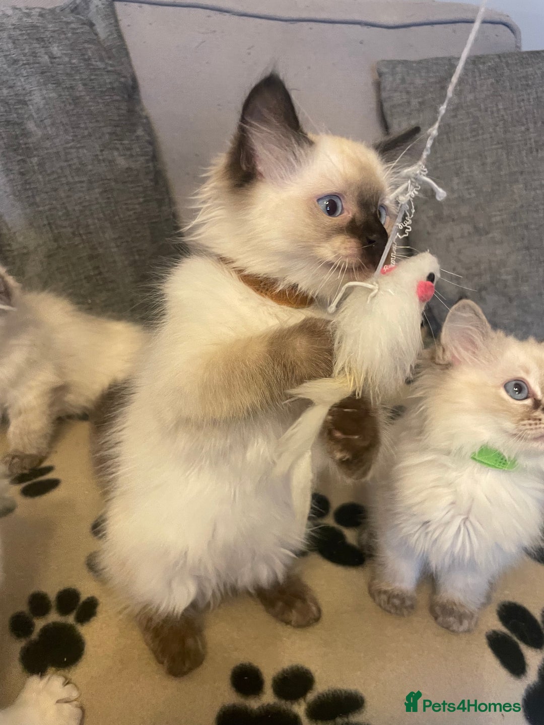 Ragdoll cats for sale: Ragdoll kittens ready now 3 boys 1 girl available  - Image 15