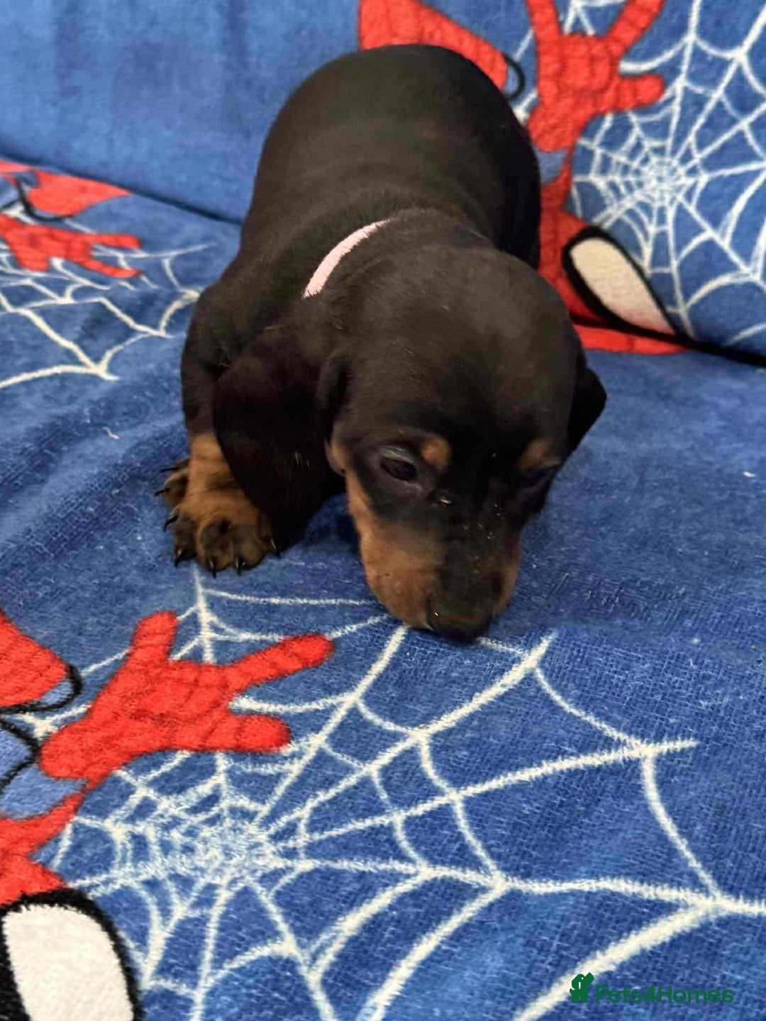Miniature Dachshund dogs for sale: Puppies 🐶  - Advert 16