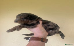 Mixed Breed dogs for sale:  Cavapoo x Cockapoo Ready 9th August - Image 25