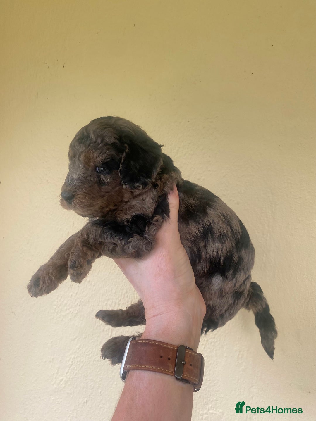 Mixed Breed dogs for sale:  Cavapoo x Cockapoo Ready 9th August - Image 25
