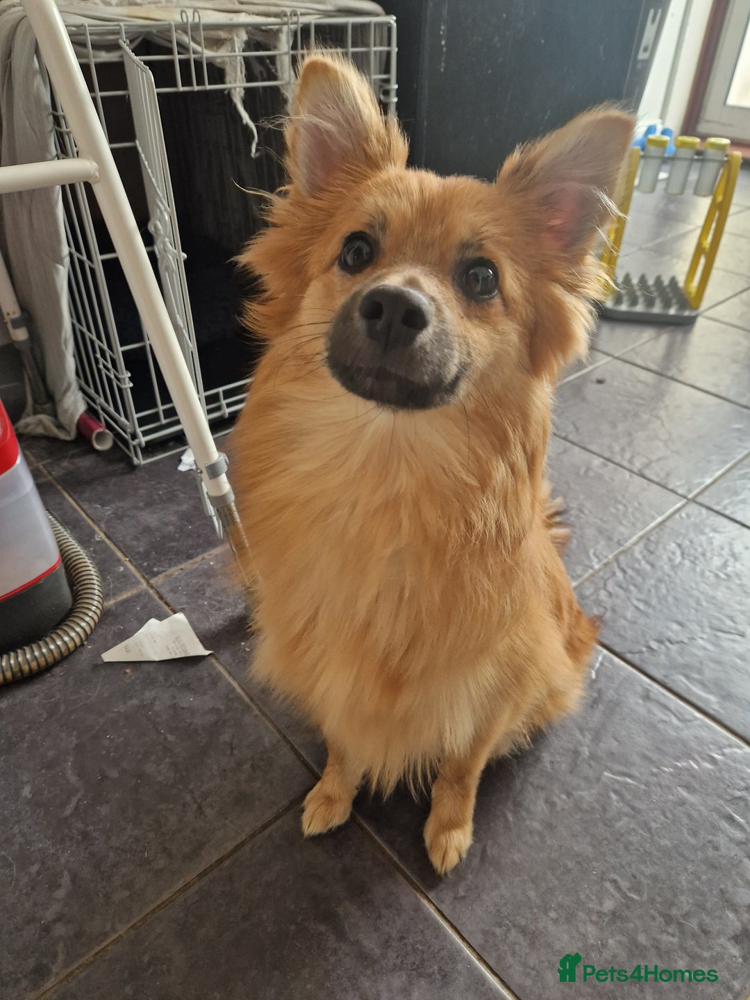 German Spitz dogs for stud: German spitz stud - Image 3