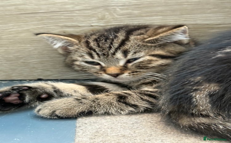 Mixed Breed cats - Advert 1