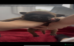 Staffordshire Bull Terrier dogs for sale: Red KC Reg Staffordshire Bull Terrier✨ - Image 6