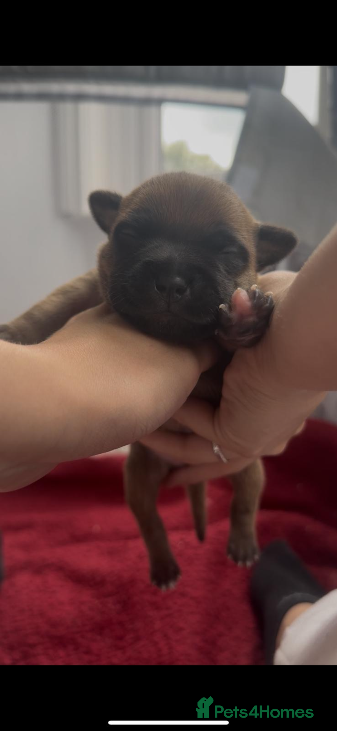 Staffordshire Bull Terrier dogs for sale: Red KC Reg Staffordshire Bull Terrier✨ - Image 6