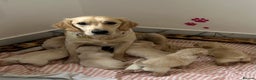 Golden Retriever dogs for sale: Pure breed, show line, ready 23/12/25  - Advert 2