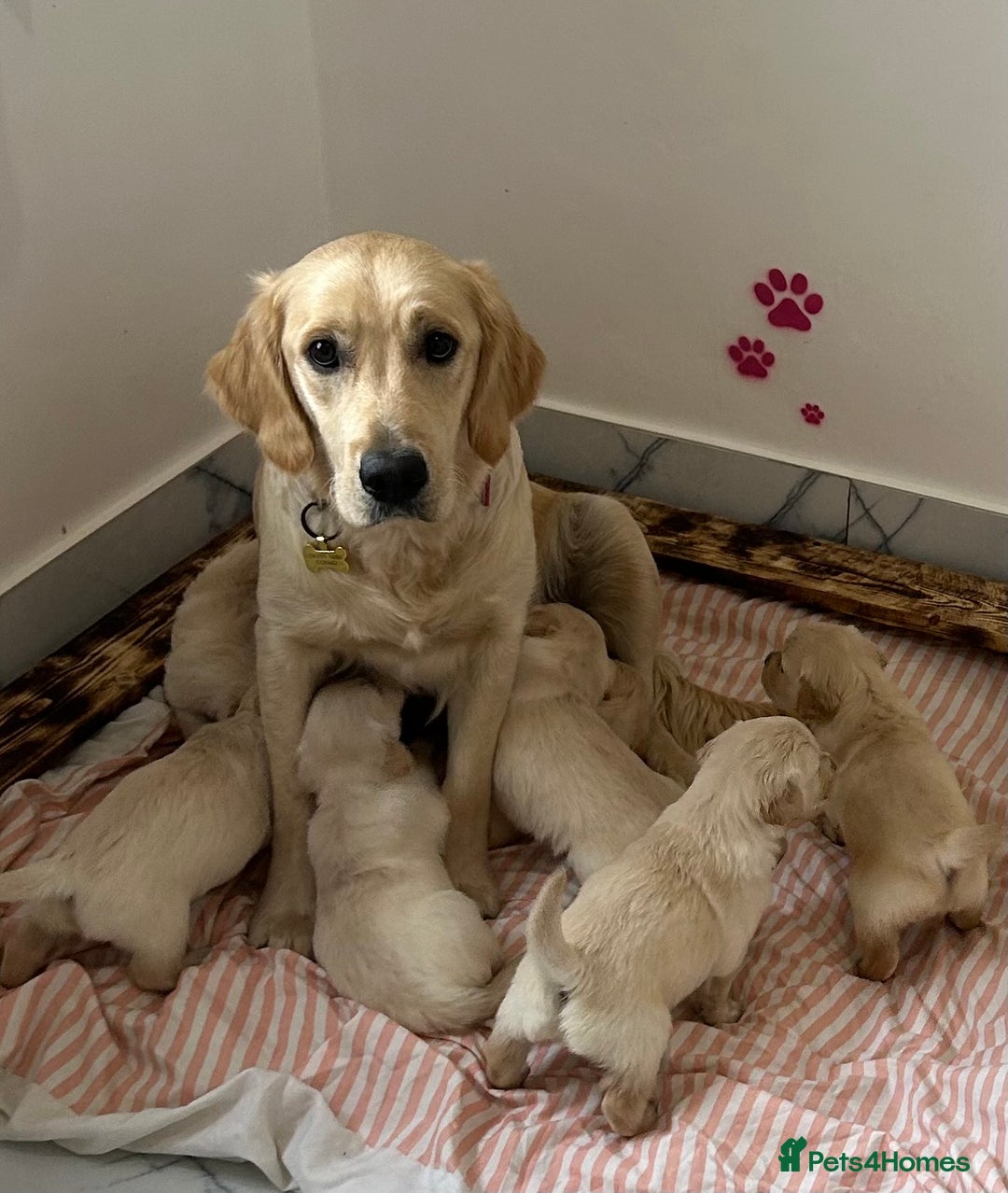 Golden Retriever dogs for sale: Pure breed, show line, ready 23/12/25  - Advert 2