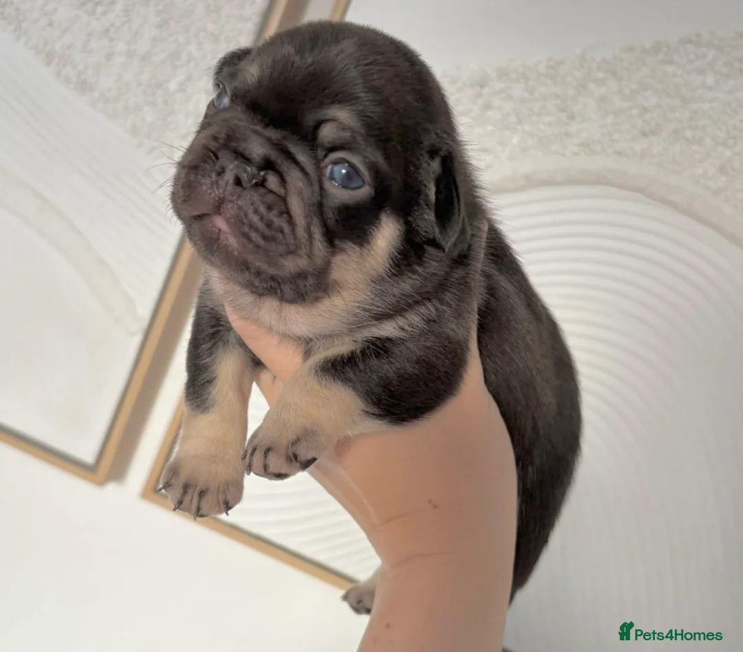 French Bulldog dogs for sale: FLUFFY FRENCH BULLDOG & FLUFFY CARRIER PUPPIES  - Advert 10