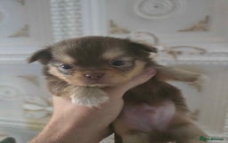 Chihuahua dogs for sale: 3 Adorable little princes chihuahua puppies - Image 25