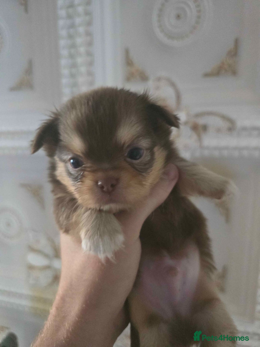 Chihuahua dogs for sale: 3 Adorable little princes chihuahua puppies - Image 25
