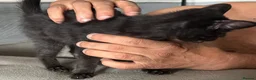 Munchkin cats for sale: Beautiful munchkin  - Advert 5