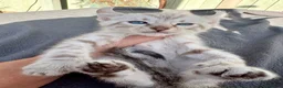 Keetso cats for sale: Awesome litter of polydactyl snow leopard Keetsos  - Advert 18