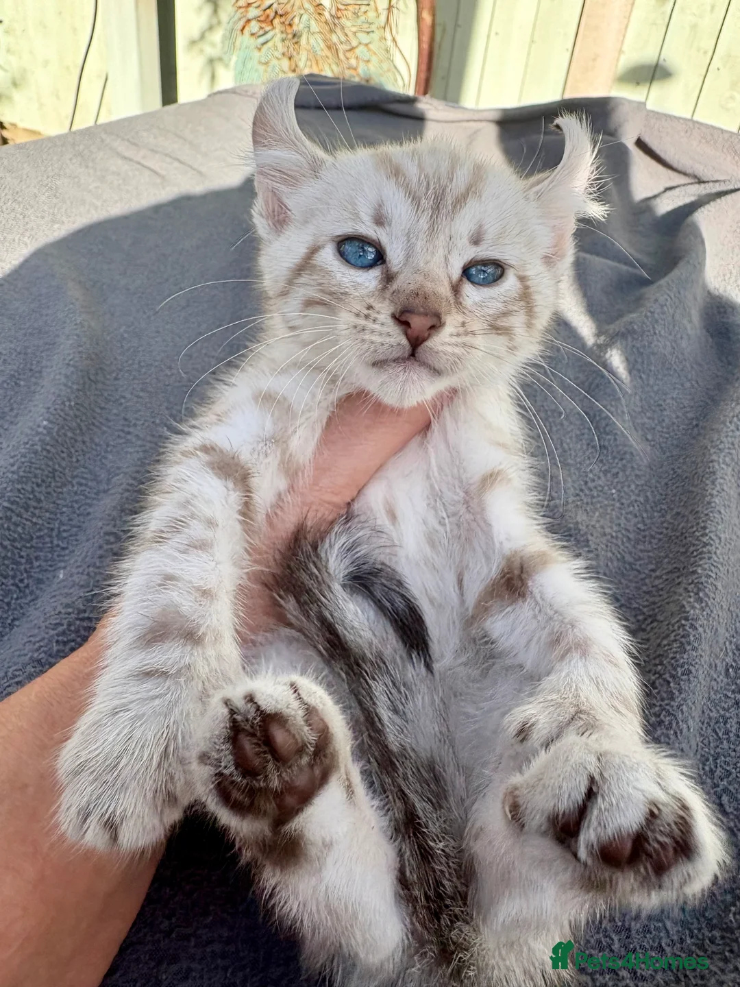 Keetso cats for sale: Awesome litter of polydactyl snow leopard Keetsos  - Advert 18