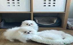 Pomeranian dogs for sale: Quality Pom puppies from Five Star Breeder  - Image 5
