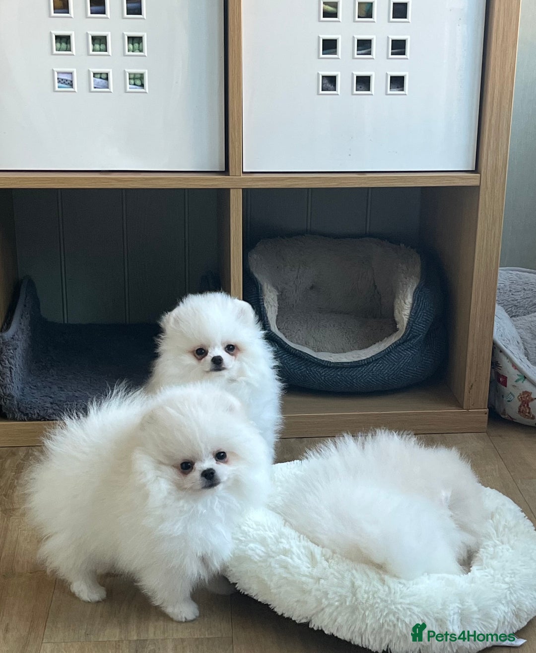 Pomeranian dogs for sale: Quality Pom puppies from Five Star Breeder  - Image 5
